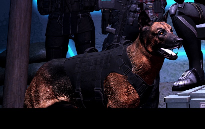 Brix the working dog
